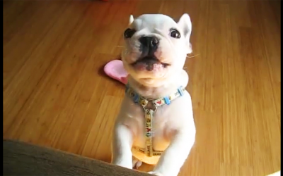 Every Time His Human Says This Word, This Fussy Puppy Throws The Most Hysterical Hissy Fit.