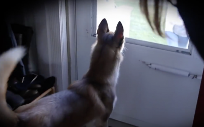 This Husky Was Separated From Her Best Friend When They Were Pups. Then She Notices This Outside.