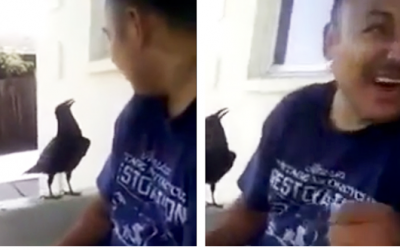 He Says Hi To a Strange Wild Raven That Approaches. The Bird Has A Very Naughty Response.