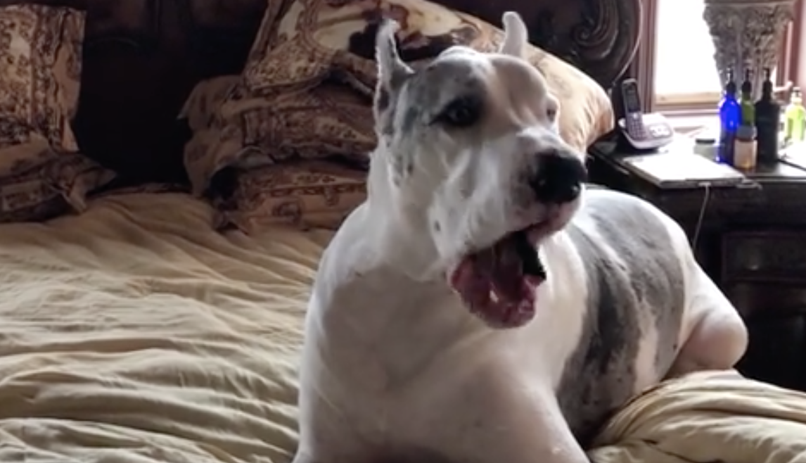 Great Dane Is Not Happy When Mom Holds The New Puppy. He Proceeds To ...