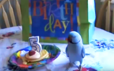 Human Gives Her Parrot a Surprise Birthday Present. Now Watch His Hysterical Response.