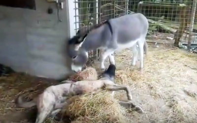 Disabled Dog Was Sad Because No Dogs Would Play With Him. Now Watch How This Donkey Cheers Him Up.