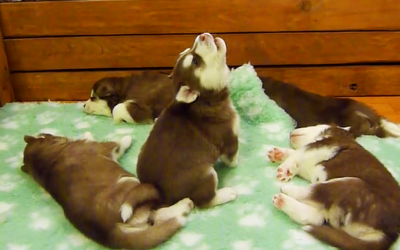Nobody Believed Mom When She Described The Sound Her Husky Pup Makes. So She Caught This.