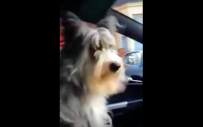 Nobody Believed Her About What Her Dog Does When He Learns He’s Going To Nanas. So She Caught This