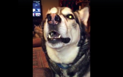 She Tells Her Husky He Can’t Go Outside Again. The Dog Proceeds To Throw The Most Hysterical Tantrum.