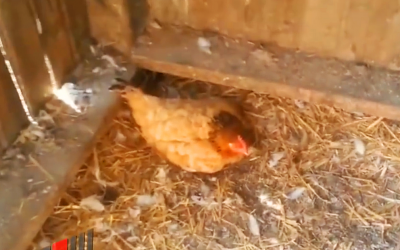 He Thought His Hen Was Acting Strange With Her Eggs. But Wait Till You See Whats Hiding Under Her.