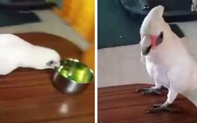 She Tricks This Parrot Into Eating Broccoli. But He Realizes and Throws The Most Hysterical Tantrum.