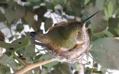 Sun Gazing is pleased to introduce you to Explore.org’s live “Hummingbird Cam”.