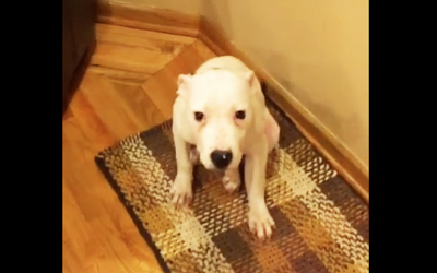 Mama Tells Her Pup To Show His Happy Face. He Proceeds To Make The Most Hysterical Face!
