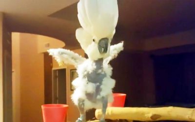 Mom Tells Cockatoo He Can’t Eat The Donut. The Bird Proceeds To Throw The Most Hysterical Tantrum.