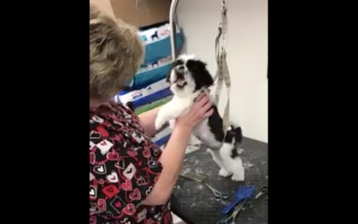 Groomer Tells Tiny Puppy It’s Time To Be Washed. The Pup Then Throws The Most Hysterical Hissy Fit.