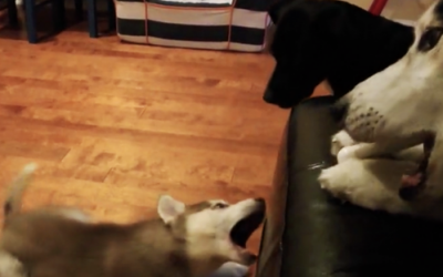 Big Husky Refuses To Share Bone With Tiny Puppy. The Pup Proceeds To Throw An Hysterical Tantrum.