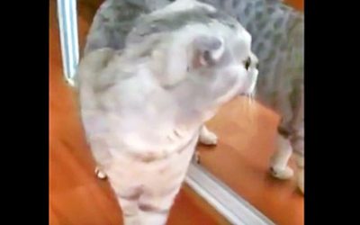 Cat Looks In The Mirror For The First Time Ever. He Proceeds To Make The Most Hysterical Face Ever.
