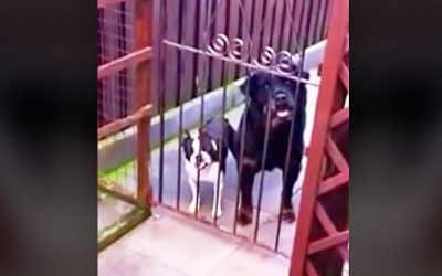 Stranger Walks Past The Gate and Says Hello. The Little One Has The Most Hysterical Answer.