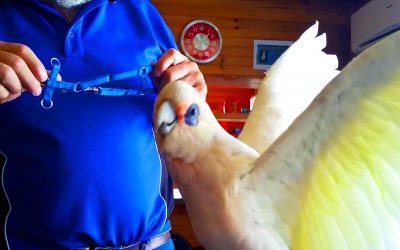 Daddy Tries To Put a Leash On His Parrot. The Bird Proceeds To Throw The Most Hysterical Temper Tantrum.