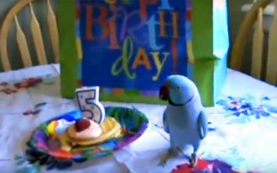 This Parrot’s Mom Gives Him a Birthday Gift. Now Watch How Excited He Gets When He Sees His Present.