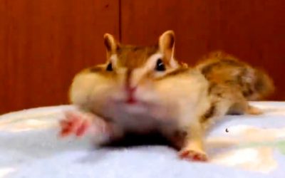 Nobody Believed Him When He Described His Chipmunks A.M. Ritual So He Caught THIS On Video