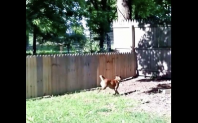 After This Guy Literally Just Finished Building His Dog Fence In The Backyard He Let’s His Dog Out To Test It.