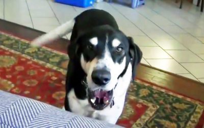 Dad Tells His Dog He Bought a New Pet From The Pet Store. He Proceeds To Throw a Hysterical Fit.