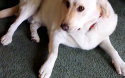 Mama Confronts Her Guilty Dog About The Missing Tater Tots. Now Watch How He Reveals The Evidence.