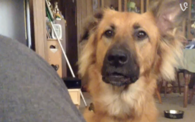 She Tells Her Pup She Can’t Have What She Wants. So The Dog Throws The Most Dramatic Hissy Fit.
