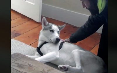 Dad Tells His Husky He Has To Go In The Crate. The Pup Proceeds To Throw The Funniest Tantrum.