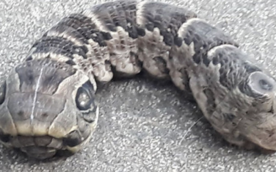 Strange Animal Seen Creeping Around Woman’s Backyard and The Species Has Finally Been Determined