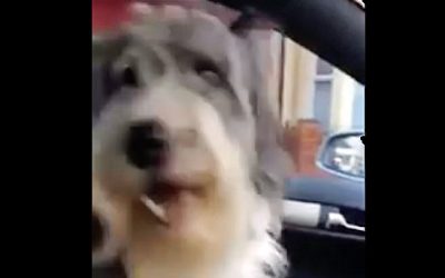 She Tells Her Pup They Are Going To Grandma’s House. The Dog Throws a Hilarious Fit!