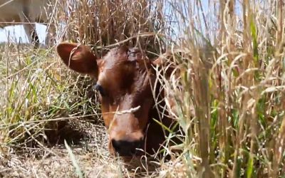 Mother Cow Kept Hiding Her Baby Calf. The Reason Tore My Heart Up!
