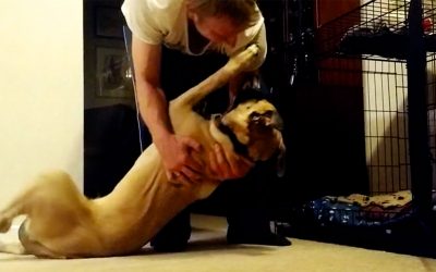Human Confronts Giant Dog and Says It’s Time For Bed But He Refuses In The Most Hysterical Fashion.