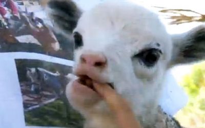 Video: When This Mother Sheep Escaped She Created An Animal I Didn’t Know Existed!