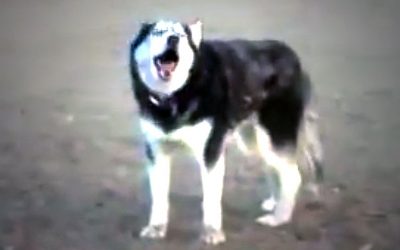 Mom Tells Her Pup It’s Time To Leave The Park. He Proceeds To Throw The Most Hysterical Hissy Fit.