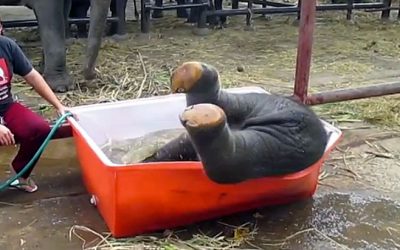 Video: 1 Week Old Baby Elephant Can’t Figure Out The Bathtub. The Results Are Priceless!