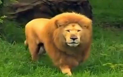 THIS Lion Was Bored So They Tossed Him a Toy. They Were Baffled By What He Did With It!