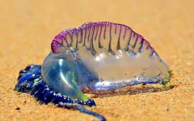 If You Notice A Beautiful Purple Thing On The Sand This Year Run Away Immediately!