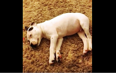 Small Puppy Is Fast Asleep When He Rips a Giant Fart. He Proceeds To Have The Funniest Freak Out.