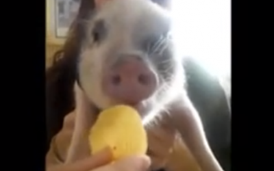 He Gives This Pig A Chip. After Watching Piggy’s Reaction I Can’t Stop Laughing!