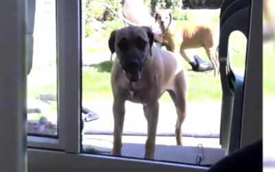 This Dog Thinks The Terrace Door Is Closed and Won’t Come In. Just Wait For The Ending!