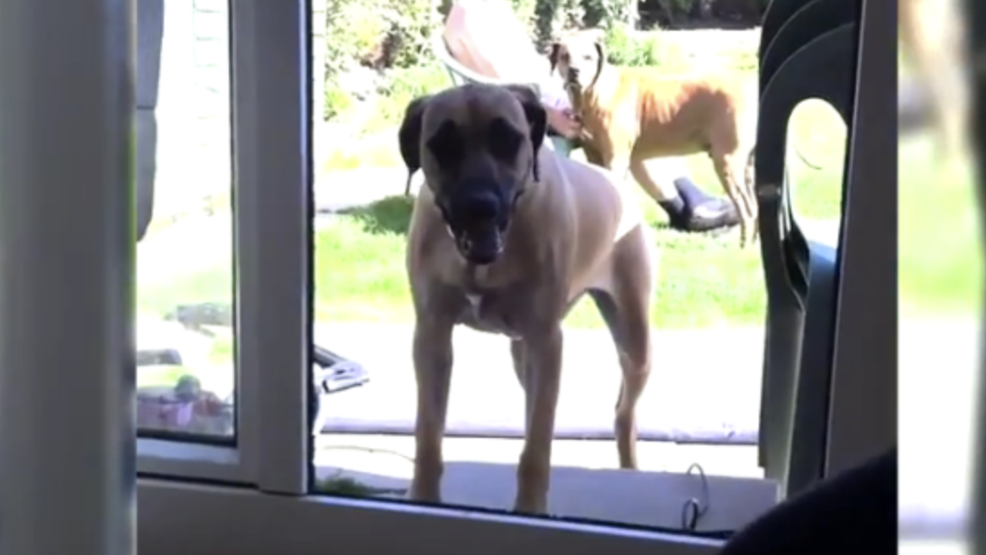 This Dog Thinks The Terrace Door Is Closed and Won't Come In. Just Wait