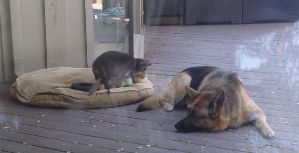 This German Shepherd Puppy Wants To Play His With Mommy. Mom's Reaction