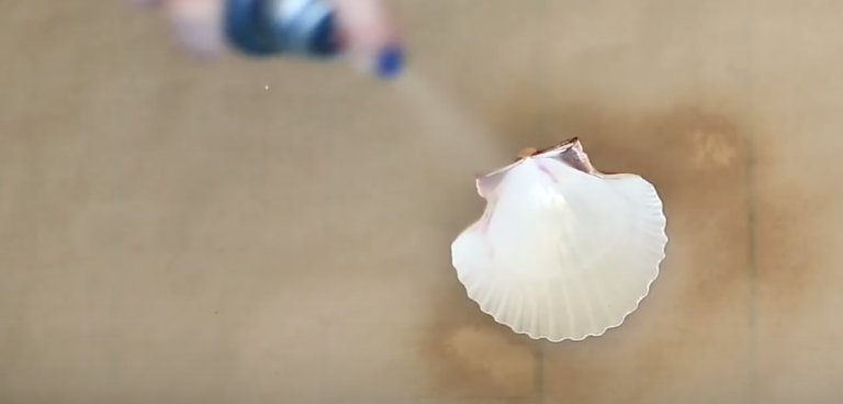 Video: Woman Starts Spray Painting A Seashell. But When She's Done ...