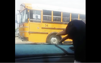 This Duck Waits In The Car For His Little Human. The Duck’s Reaction When He Arrives Priceless!
