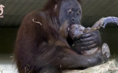 A Birth Of An Orangutan Is Caught For The First Time. What She Does With The Baby Blew Me Away!