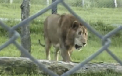 Lion Released and Tastes Freedom Finally