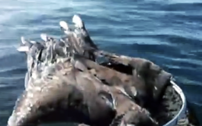 WATCH: This Seriously Injured Animal In Need Begs Fisherman For Help. What They Do Next Is Amazing!