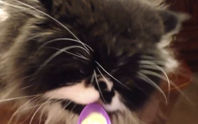 This Fluffy Cat Tries Ice Cream For The First Time Then He Proceeds To Make The Most Hysterical Face!