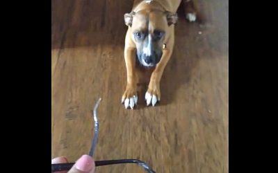 Woman Finds Her Glasses Chewed To Pieces. When She Confronts Her Pup I Can’t Stop Smiling!