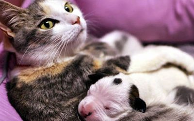 Video: Newborn Pitbull Puppy Was About To Die. But Then This Cat Did Something Unbelievable!