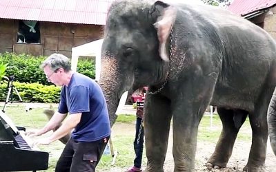 When This Elephant Heard Music Playing He Came Over And Did Something That Stunned Everyone!
