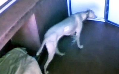This Naughty Dog Thought No One Was Watching. Hidden Cameras Caught Him Doing THIS!